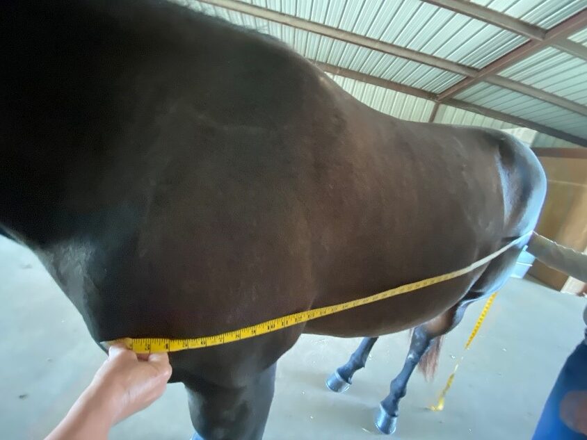 weigh horse measuring tape