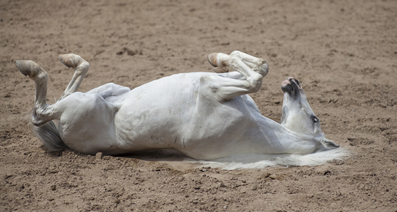 Horse rolling on the ground